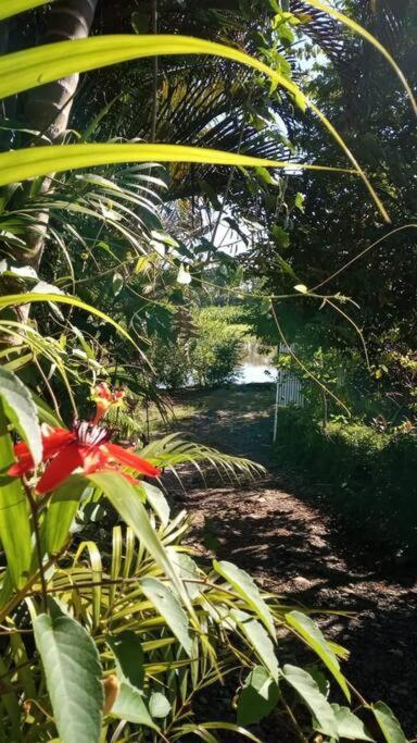 Casa Flor De Annia ~ Cozy 2 Bdrm On The River Sierpe ~ Walkable To Town Vila Exterior foto